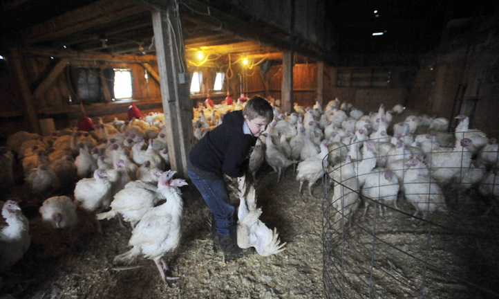 TURKEY TIME: Adam Greaney, 10, grabs one of the many turkeys roaming the barn at Greaney’s Turkey Farm in Mercer on Friday.
