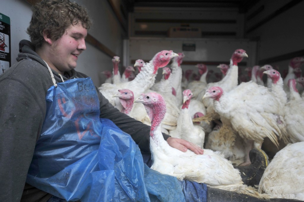 Close encounter: Ben Greaney, 14, makes friends with a turkey in the back of the U-Haul truck used to transport 125 birds at a time to the slaughterhouse at Greaney’s Turkey Farm in Mercer on Friday. Nearly 800 turkeys were raised, sold, processed and pick up by customers to be served as Thanksgiving dinner.