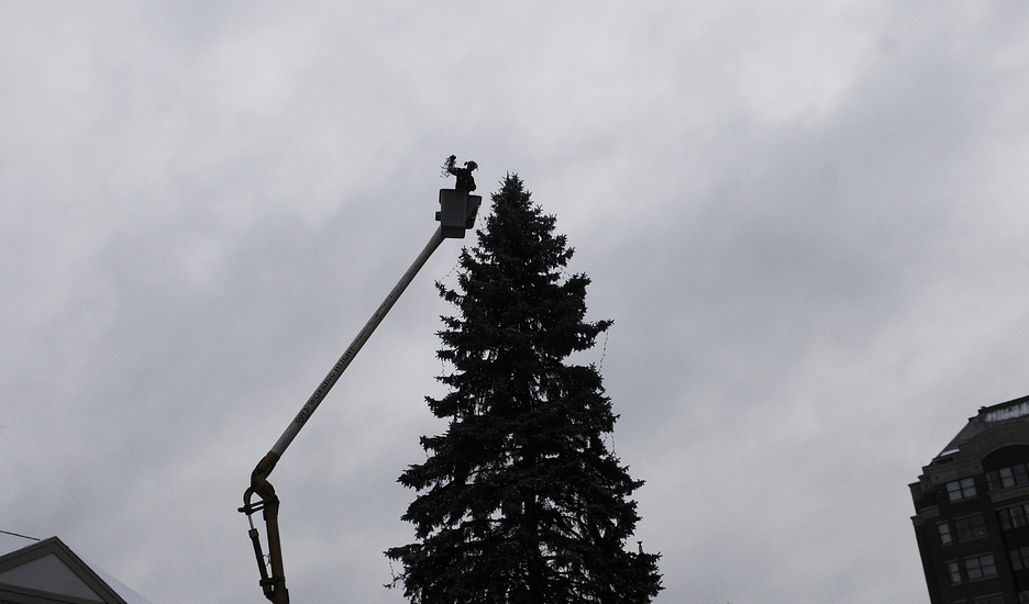 LET THERE BE LIGHT: Abel Chavarie strings lights Tuesday around the top of the blue spruce on Water Street in Augusta. The arborist and his father, Dave, adorned the tree with several thousand lights ahead of the annual lighting on Saturday.