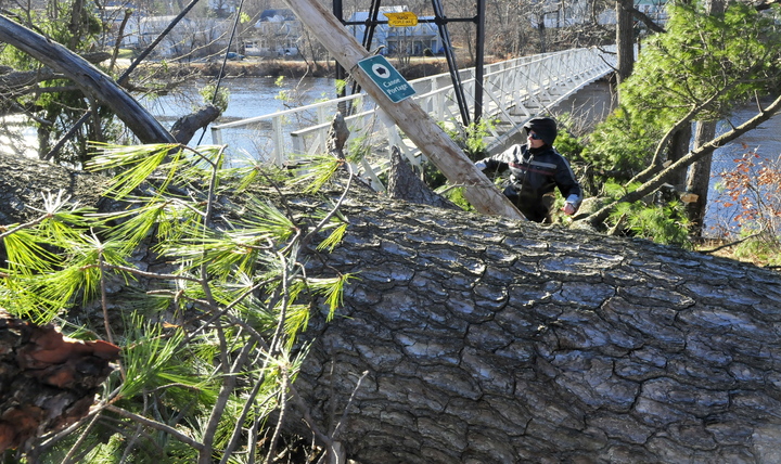 DOWN AND OUT: Charles Hutchins Sr. on Monday struggles to walk around a pine tree that broke and fell at the entrance of Skowhegan’s historic Swinging Bridge. Hutchins said a friend of his who lives nearby told him it sounded like explosions when the huge tree broke Sunday.