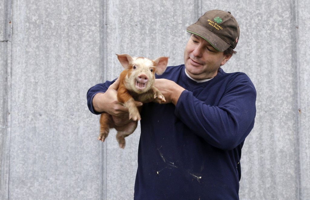 Bruce King holds a 3-week-old piglet on his farm in Arlington, Wash. He considers pot to be a crop, like any other. King, 50, doesn’t like pot himself, but says, “If people are going to eat a stupid drug, they should eat my stupid drug.”