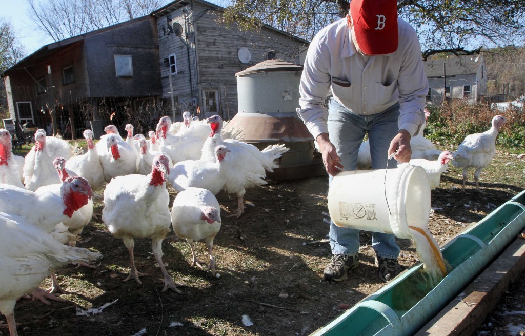 Turkeys get ready to belly up to the trough as farmer Joe Morette fills it with beer recently in Henniker, N.H. Morette adds beer to the daily diet for his birds, saying it makes them fatter, juicier and more flavorful.