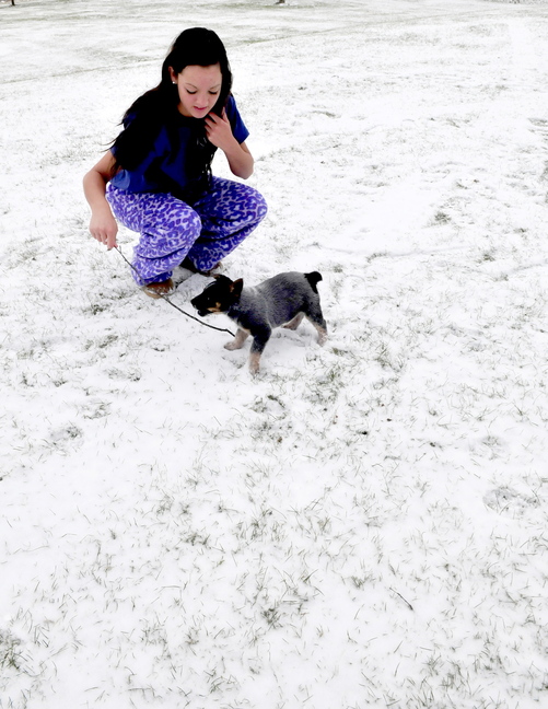 New experience: Taylor Mushero brought out her 8-week-old puppy Boston to check out the new snow for the first time at her home in Fairfield on Tuesday. The dog soon made a dash for the warm house.