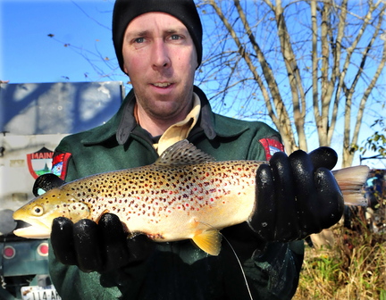 Staff photo by David Leaming BIG OL’ FISH: Fish culturist Chad Ridlon holds a tagged brown trout that was released into the Kennebec River below the Shawmut dam on Oct. 29. An antenna can be seen below the fish at right that will allow biologists to record behavior of the fish in an attempt to understand why the fish are not surviving in the water.