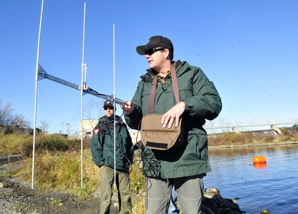 Staff photo by David Leaming FISH STALKER: Department of Inland Fisheries and Wildlife biologist Jason Seiders uses portable radio telemetry equipment to monitor tagged brown trout that were released in the Kennebec River below the Shawmut dam on Oct. 29. A two-year study is underway to determine why trout are not surviving and growing in the area.