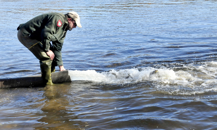 Staff photo by David Leaming FREEDOM: Fish culturist Scott Davis watches as hundreds of brown trout are released into the Kennebec River below the Shawmut dam on Oct. 29.