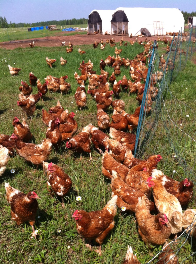 POULTRY ATHLETES. Former Winslow resident Lucie Amundsen, co-owner of Locally Laid egg farm, says her pasture-raised chickens benefit from having access to exercise, sunshine, grass and bugs, leading to better tasting and more nutritious eggs.