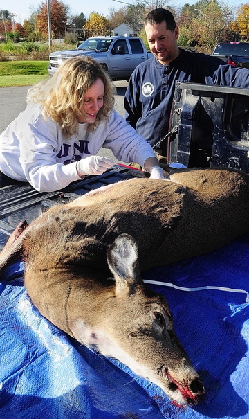 Ann Farmer, an epidemiologist with the Maine Center for Disease Control and Prevention, left, takes a blood sample from a deer shot in Monmouth by Ken Sienko, of Sidney, on the opening day of firearms deer hunting season today at Audette's Ace Hardware in Winthrop. Farmer said that they blood would be tested for Eastern Equine Encephalitis.