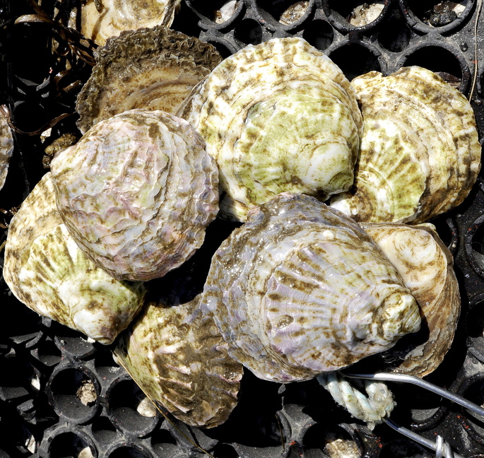 These Belon oysters were grown in the Scarborough River in Maine. Algae, minerals and the salinity and temperature of the water contribute to what connoisseurs call a bivalve’s meroir, a maritime play on the wine world’s terroir.