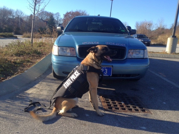 Ready for work: Winger , a 2 ½ year old Belgian Malinois, wears his new protective vest. Winger patrols in Washington and Hancock counties with Trooper Christopher Smith.