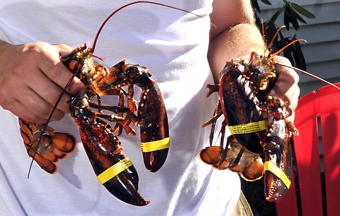 Maine lobstermen hauled a record 123 million pounds of the crustacean last year, up 18 percent from 2011, but the total wholesale value declined 1.1 percent, to $331 million.