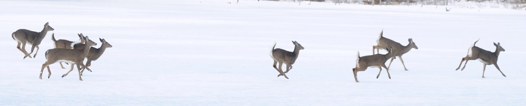 WHITE TAILS: A herd of whitetail deer cross a frozen pond in Monmouth.