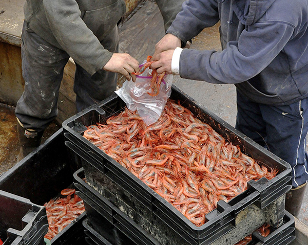Fishermen process flats of Maine shrimp in Portland in this 2010 file photo.