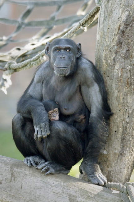 A baby chimpanzee clings to his mother Sacha at Sydney’s Taronga Zoo.