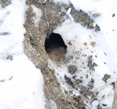 RAT HOLE: Rats have bored a hole in the ground outside a chicken house at Jean Mosher’s home in Smithfield.