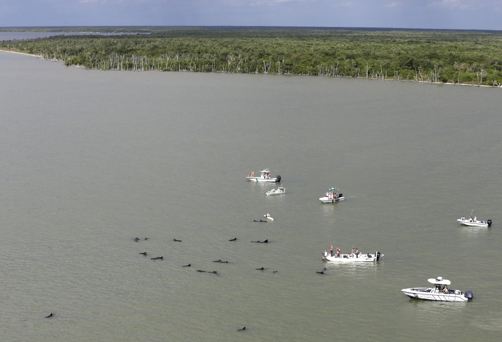 Officials in boats monitor the scene where dozens of pilot whales are stranded in shallow water in a remote area of Florida’s Everglades National Park, Wednesday, Dec. 4, 2013.