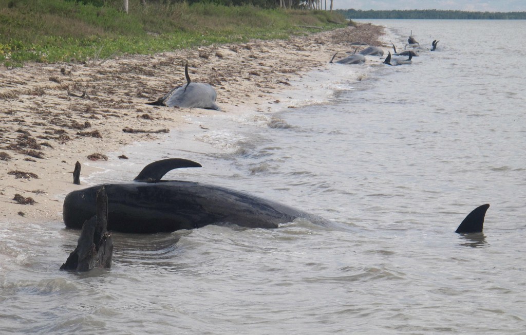 In this Tuesday, Dec. 3, 2013, photo provided by the National Park Service, pilot whales are stranded on a beach in a remote area of the western portion of Everglades National Park, Fla. Federal officials said some whales have died. The marine mammals are known to normally inhabit deep water.