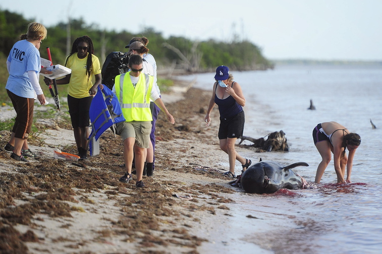 After conducting a necropsy volunteers and staff from NOAA, FWC, MMC wash bloodied hands in the Gulf of Mexico on a dead pilot whale Wednesday, Dec. 4, 2013 at Highland Beach in The Everglades of Florida. Six dead pilot whales were found earlier today in a remote part of the park, part of a pod of 51 whales facing an uncertain future. Four pilot whales have had to be euthanized. Federal biologists report that 46 pilot whales are alive and swimming free.