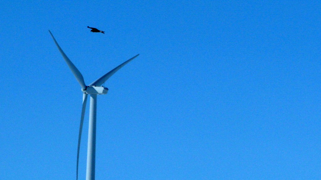 A golden eagle flies over a wind turbine at a Duke Energy wind farm in Converse County, Wyo., in this April 18, 2013, photo.
