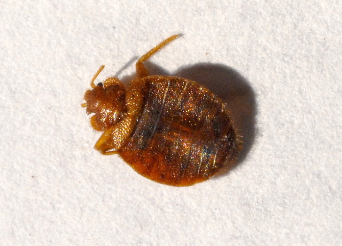 A new New Hampshire law aims to control bed bug infestations in rental housing.