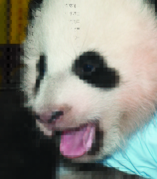 The Smithsonian National Zoo: has introduced its newest giant panda cub: Bao Bao. Pronounced (bough-BOUGH), Bao Bao means precious or treasure in Mandarin Chinese. The cub, who lives at the National Zoo in Washington, D.C., will make her public debut sometime next year.