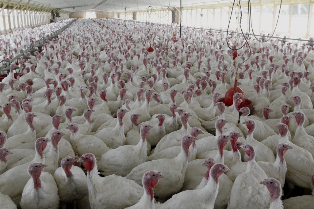 This April 11, 2012 file photo shows turkeys raised without the use of antibiotics at David Martin’s farm, in Lebanon, Pa. Citing a potential threat to public health, the Food and Drug Administration moved Wednesday toward phasing out the use of some antibiotics in animals processed for meat.