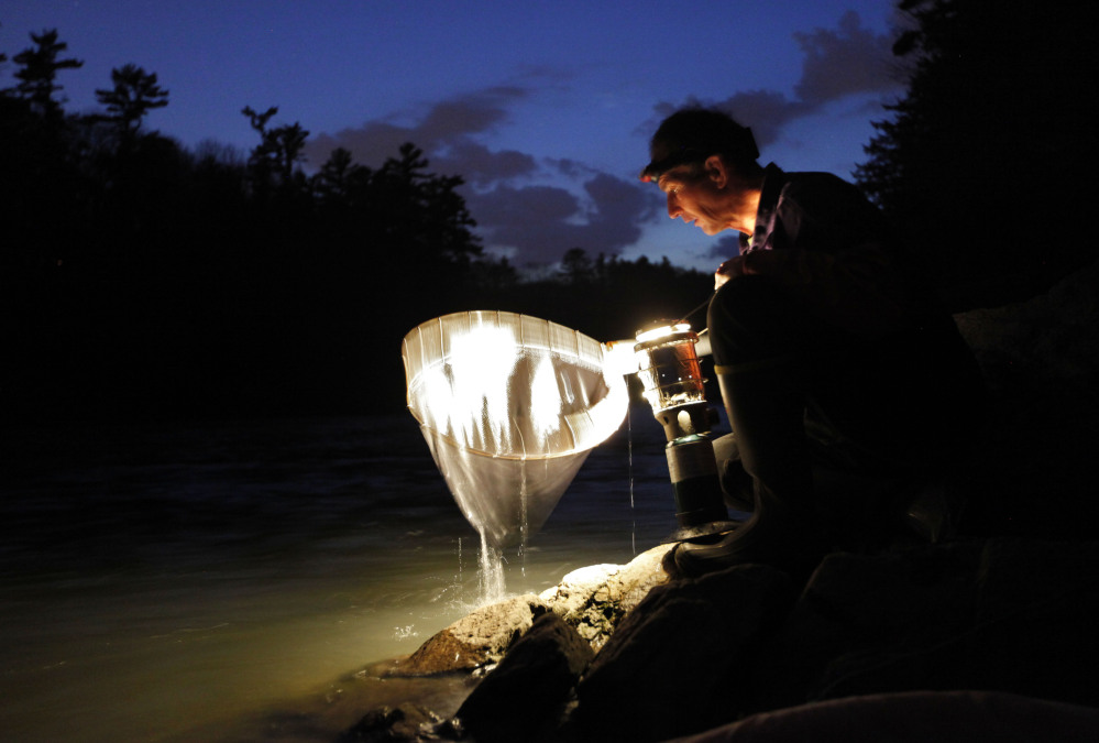 Elver fisherman Bruce Steeves checks his dip net while fishing by lantern light on a river in southern Maine in 2012.