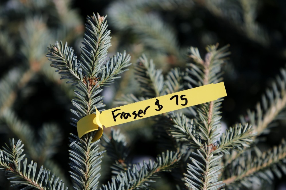A Fraser fir grown in Aroostook County sells for $75 in Freeport, Maine. Maine Christmas tree growers are scrambling to meet demand during a compressed holiday season.