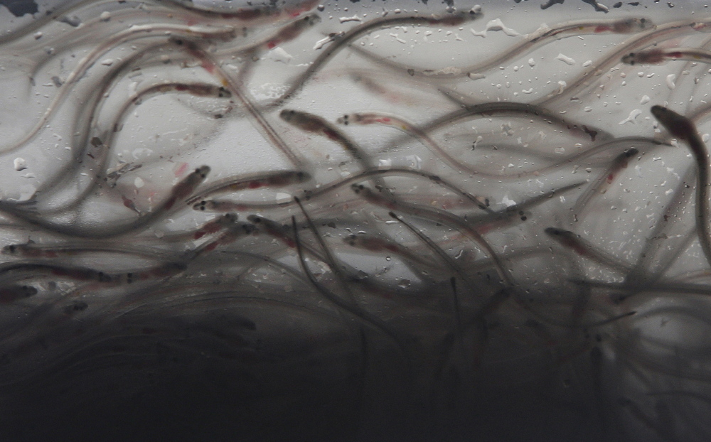 Three Maine teams fishing for elvers, or baby eels, will be featured starting in January on an Animal Planet show.