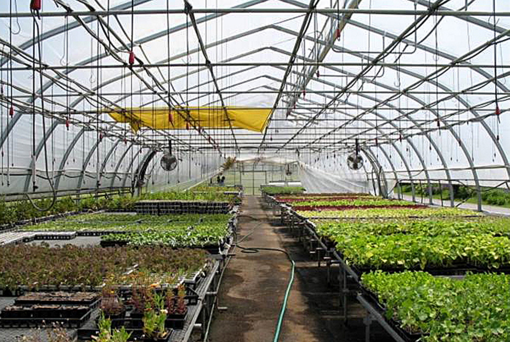 ONE OF FIVE: Inside one of the five greenhouses at Half Moon Gardens in Thorndike, which has been donated to nearby Unity College.
