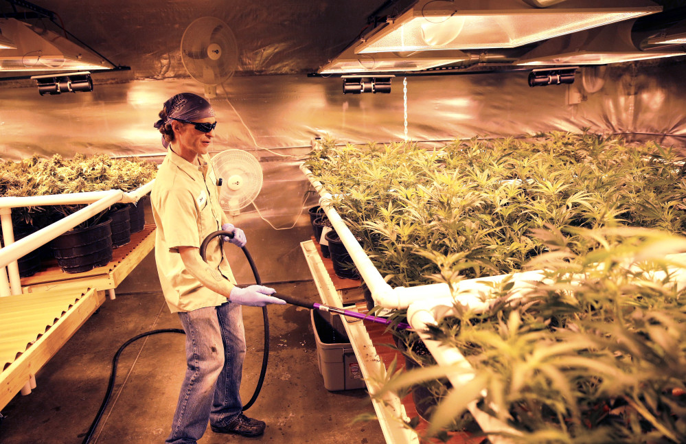 An employee waters pot plants inside a grow house, later to be harvested, packaged and sold at Medicine Man marijuana dispensary, which is to open as a recreational retail outlet at the start of 2014, in Denver.