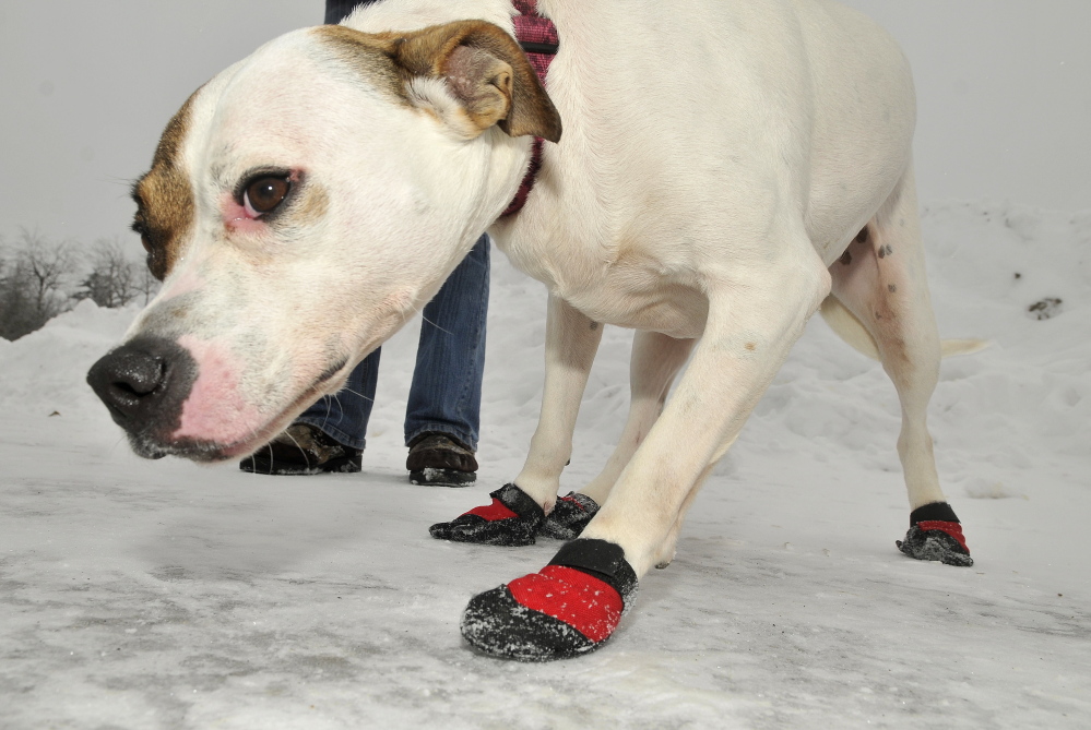 WARM PAWS: Wanda, a three-year-old mutt, wears booties to help protect her paws while on a walk with Katrina Lavoie at the Humane Society Waterville Area on Thursday.
