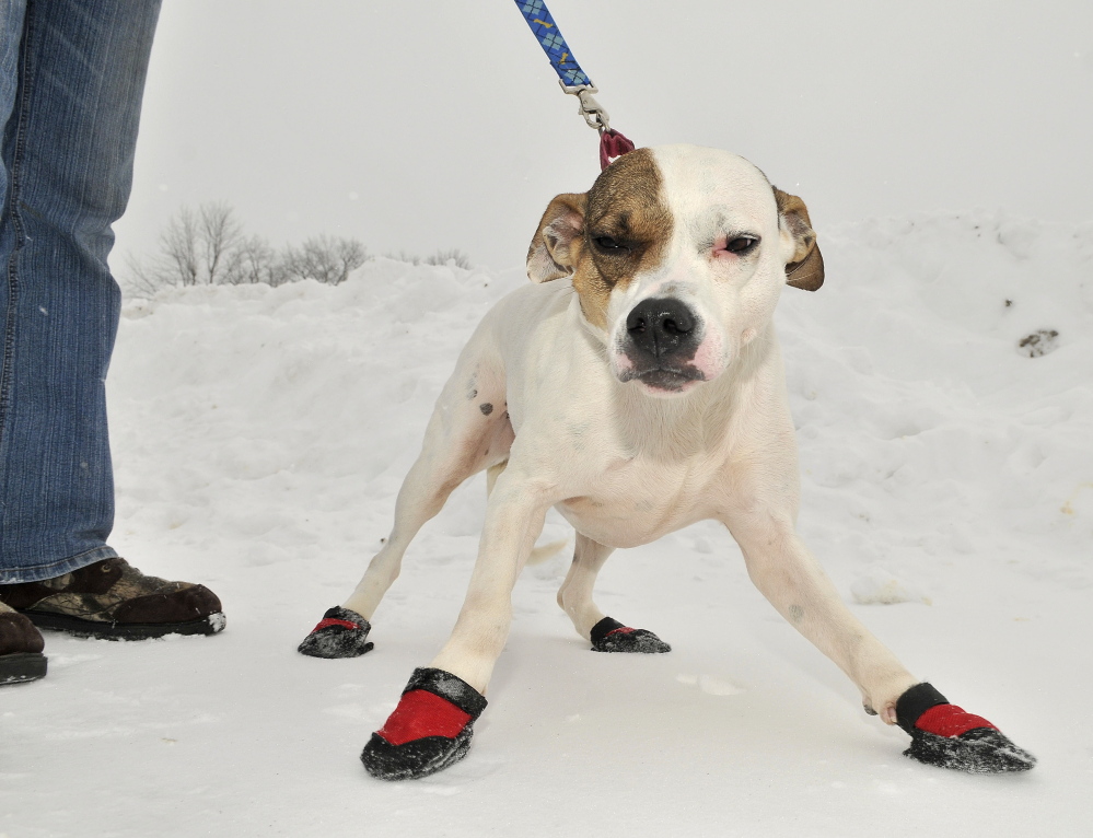 WARM PAWS: Wanda, a three-year-old mutt, wears booties to help protect her paws while on a walk with Katrina Lavoie at the Humane Society Waterville Area on Thursday.