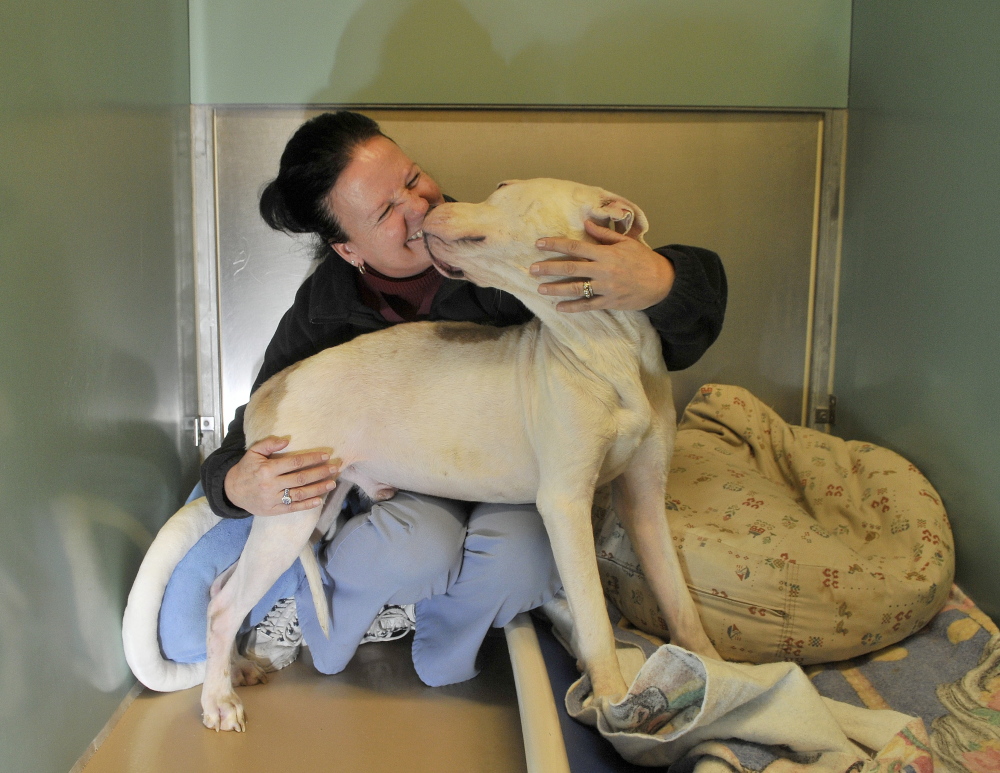 COLD FEET: Pam Nichols, kennel manager at the Humane Society Waterville Area, with a pit bull that was recently found with frostbitten feet and ears. Shelter workers named the dog Chance because it has received a second chance in life.