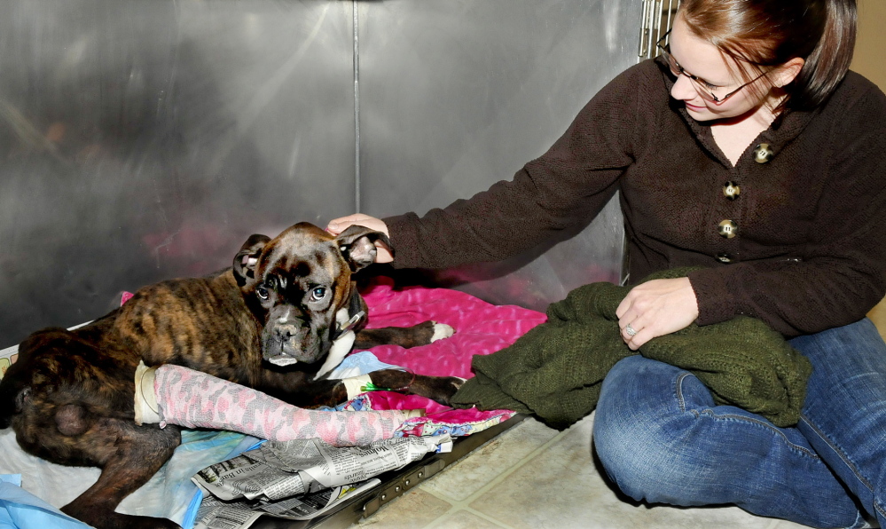 RESCUED: Christine Pierce of North Anson posed with year-old boxer Dempsey, who is now recovering at the Madison Animal Hospital. Dempsey is being treated for a broken leg and other problems after surviving being hit by a car and living outdoors for nine days in frigid temperatures.