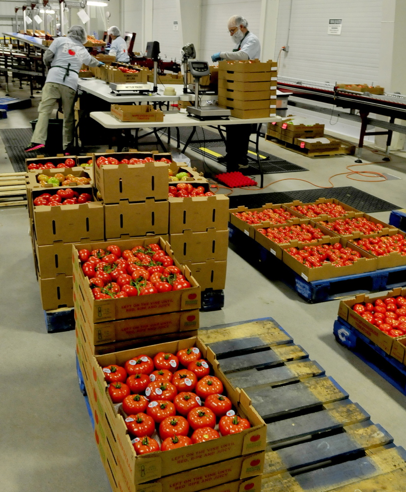PACKED: Backyard Farms workers in Madison pack tomatoes for shipping on Wednesday.