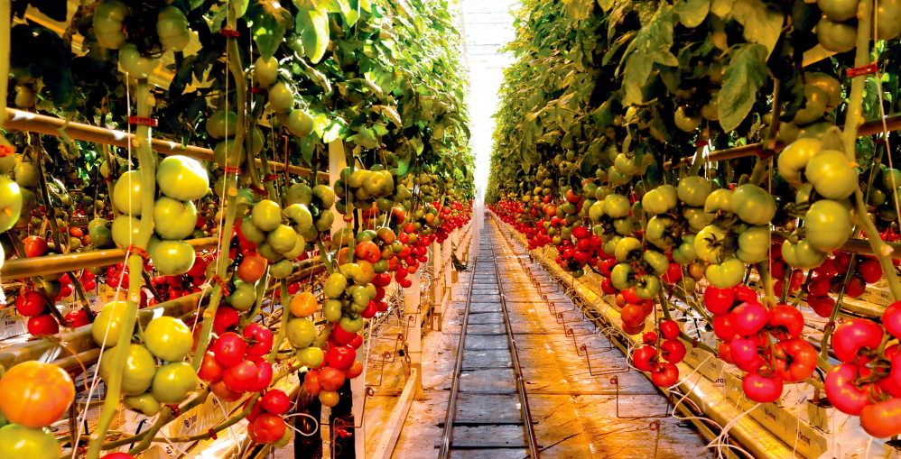 TONS OF TOMATOES: Tomatoes ripen inside one of the immense greenhouses at Backyard Farms in Madison.