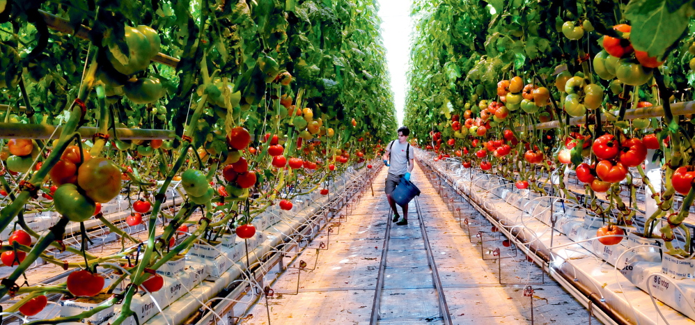 GROWING: Backyard Farms employee Dan Keister works in one of the greenhouses at the Madison greenhouse on Wednesday.