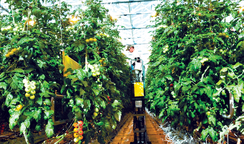 TALL ORDER: Backyard Farms worker Chris Richards works from a lift to reach tomato plants inside one of the greenhouse at the Madison facility on Wednesday.