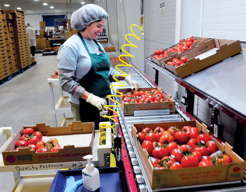 RIPE AND READY TO GO: Backyard Farms employee Anne Delano packs tomatos for shipping in Madison on Wednesday.