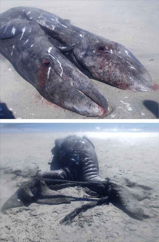 These photos released by Mexico’s National Natural Protected Areas Commission shows the front side of two conjoined gray whale calves’ caracasses, and bottom, the back side of the carcasses, on a beach in the Ojo de Liebre lagoon, near the town of Guerrero Negro in the Baja Peninsula, Mexico.