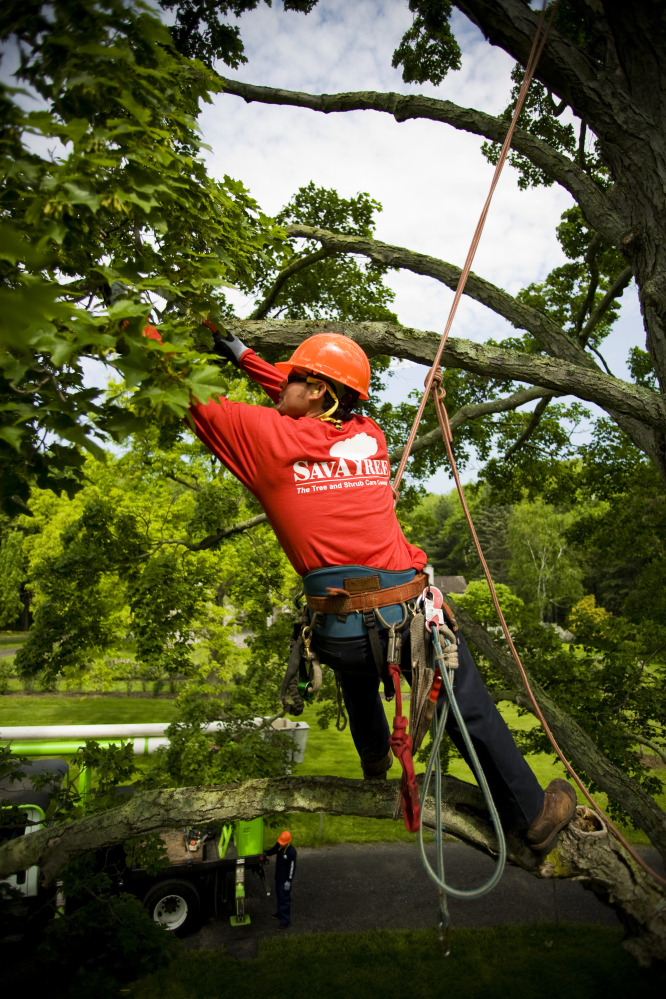 Pruning can improve a tree’s overall health and structure, arborists say.