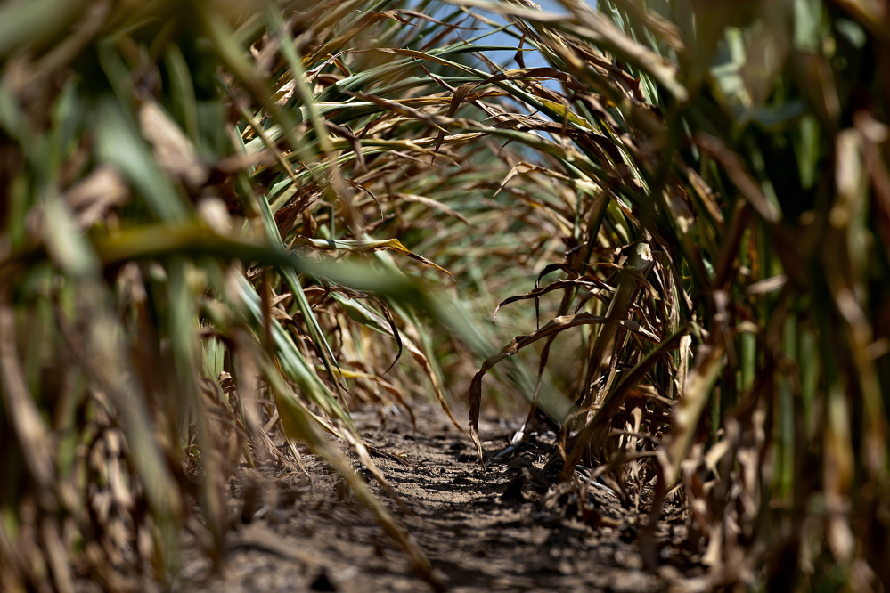 The sun shines on the dried leaves of corn plants suffering from a lack of moisture in Idaville, Ind., in 2012. Dry weather in the U.S. will cut beef output from the world’s biggest producer to the lowest level since 1994, following 2013’s bumper corn crop, which pushed America’s inventory up 30 percent.