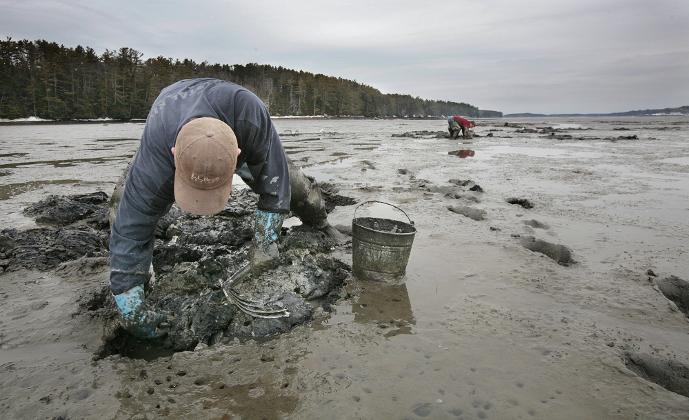 Adam Morse digs for clams on a flat along the Harraseeket River in Freeport in this Tuesday, March 27, 2007 file photo. Clam diggers say a new bill is an effort to fight off a green crab invasion decimating clams, but worm diggers say it’s about ‘control of the mud.’