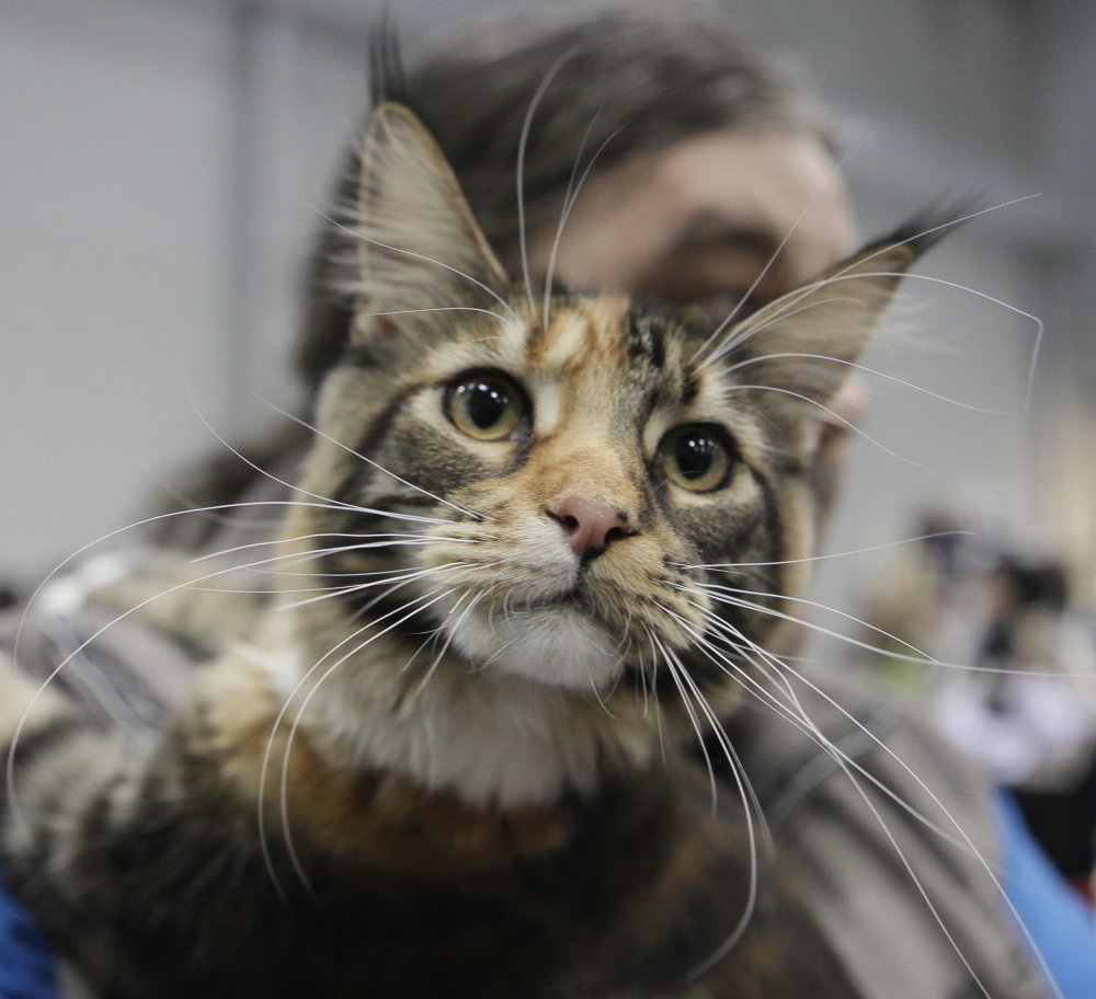 The fact that Maine has an official state cat – the Maine coon cat – helped boost the state’s ranking for cat lovers.