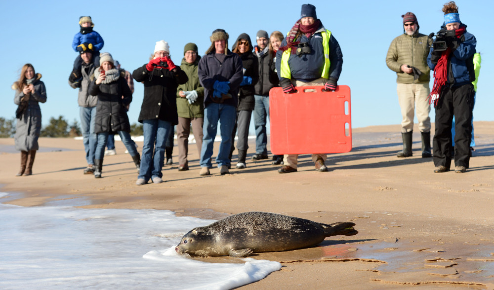 Spectators watch as Carson, a female harbor seal pup rehabilitated at Mystic Aquarium, heads into the ocean water at Blue Shutters Beach in Charlestown, R.I., on Friday.