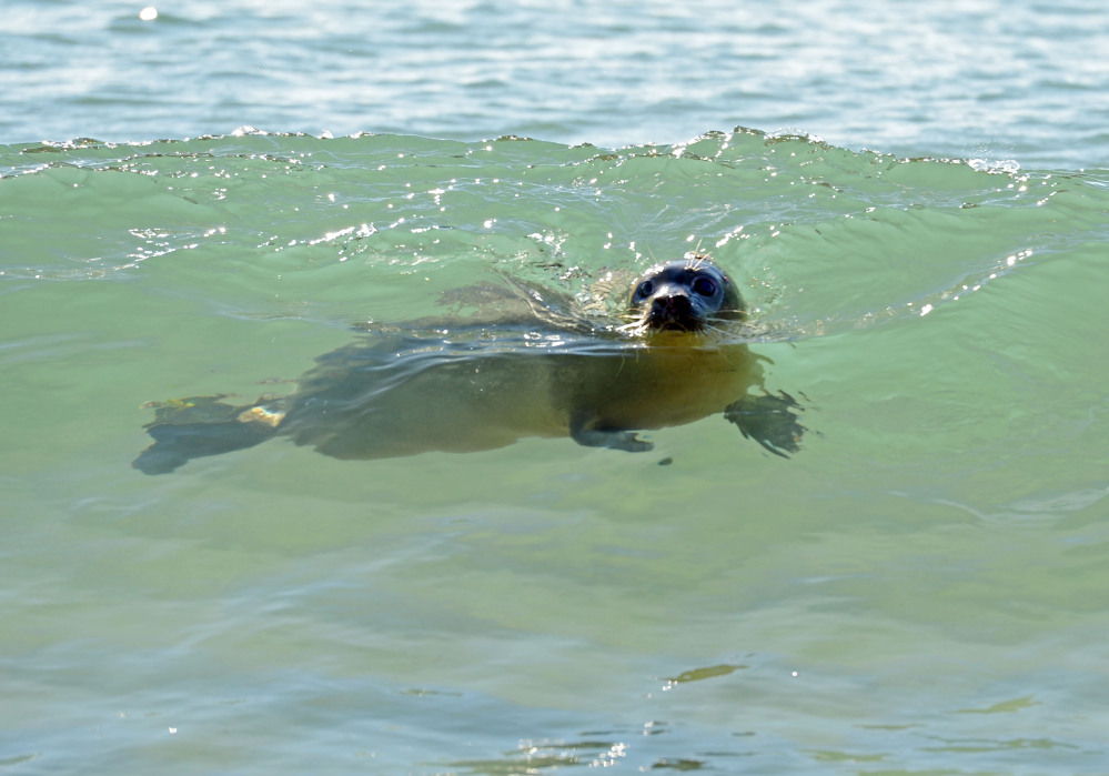 Carson, a female harbor seal pup rescued last summer off Kennebunkport, swims off Blue Shutters Beach after being released Friday in Charlestown, R.I.