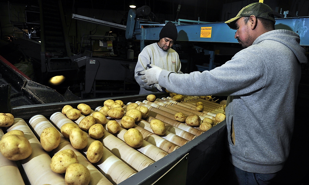 Manuel Hernandez, left, and Victor Reyes inspect and toss the potatoes off the production line that don’t meet high standards at Green Thumb Farms as they head to the bagging machine.