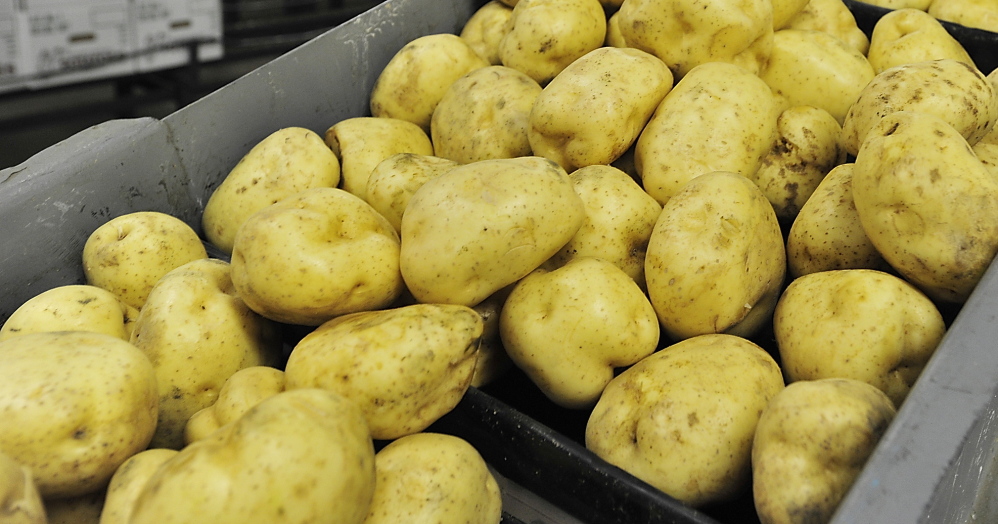 Potatoes, Maine’s top crop, tumble down a conveyor at Green Thumb Farms in Fryeburg.