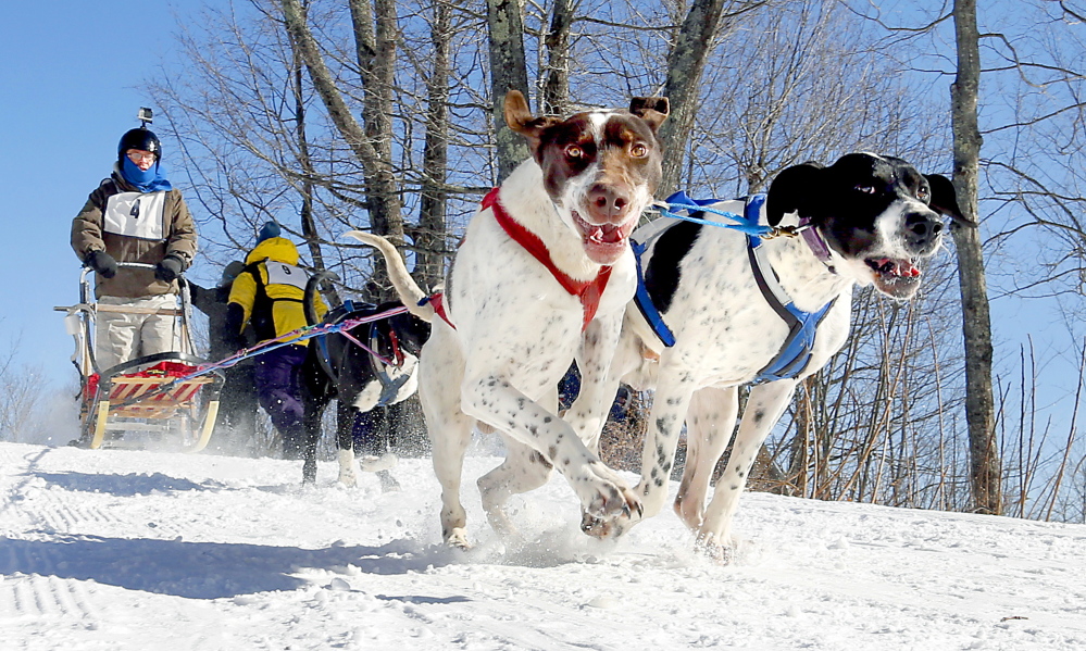 Jeff McRobbie’s dogs pull their owner down a hill during the four-dog speed event at the Down East Mushers Bowl Races in Bridgton on Sunday. Teams couldn’t win any points at the bowl, which was officially called off, but they ran the course for fun.